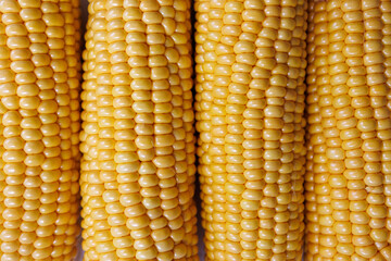 Corn cobs with yellow kernels, organic maize vegetable, healthy food agriculture harvest background