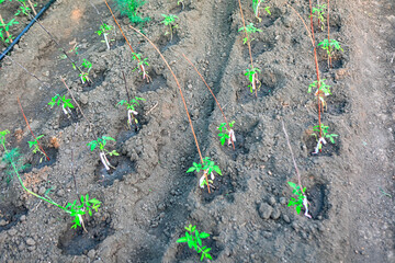 Garden with young tomato plants growing in rows, each supported by thin stakes. Plants are in an early growth stage, with green leaves standing out against the freshly tilled earth