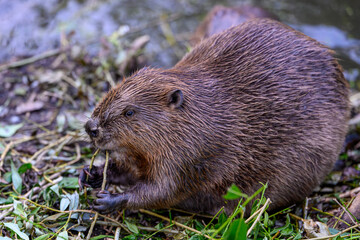 Close up of wild beaver eating tree branch in natural habitat, furry rodent by riverbank, wildlife photography for nature, forest, ecology, environment and animal behavior concepts