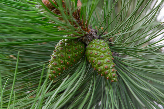 Close up of young green pine cones on tree branch with long needles, fresh conifer growth in forest, natural background for ecology, environment, botany, health and organic nature concepts - Powered by Adobe