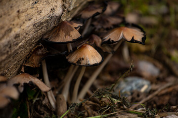 hongos del bosque