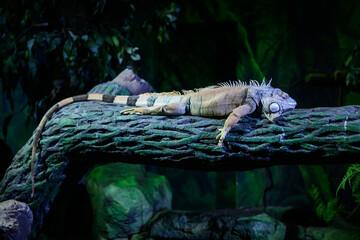 Iguana resting on a tree branch