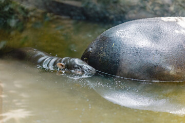 pygmy hippopotamus in the water