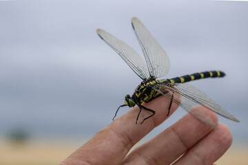 Close up of a dragonfly on a human hand 