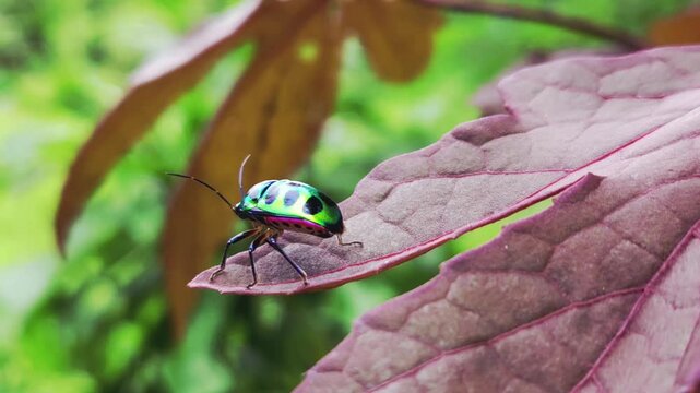 Jewel bug rests on a leaf, its metallic colors glistening like a living gem in nature