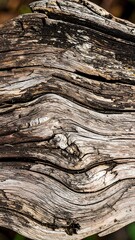 Close-up of weathered driftwood