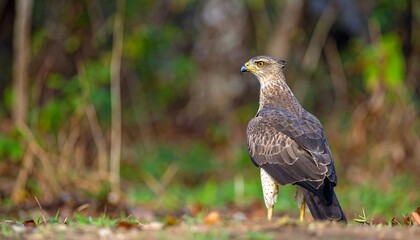 A majestic bird of prey stands alert in a blurred natural background.