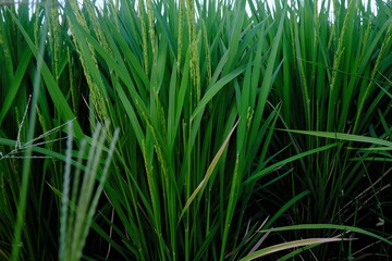 Lush Green Japanese Rice Paddy Field Before the Harvest in Early Autumn