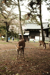 Nara Park Deer