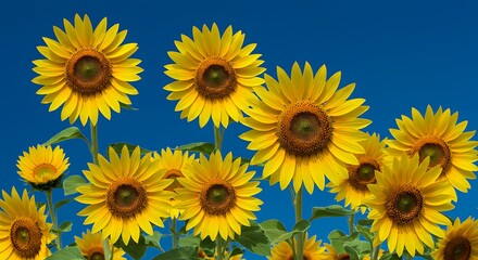 Obraz premium Vibrant sunflowers field under the azure sky radiate warmth and natural beauty creating a cheerful