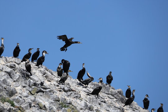 The Japanese cormorant (Phalacrocorax capillatus), also known as Temminck's cormorant, is a cormorant native to the east Palearctic.This photo was taken in Hokkaido, Japan.