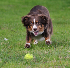 Mini Australian Shepherd sprinting on grass, eyes locked on yellow tennis ball. Focused, determined...
