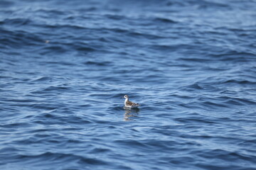 The red-necked phalarope (Phalaropus lobatus), also known as the northern phalarope and hyperborean phalarope,is a small wader.This photo was taken in Hokkaido, Japan.