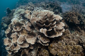 Vibrant coral reef teeming with life underwater.