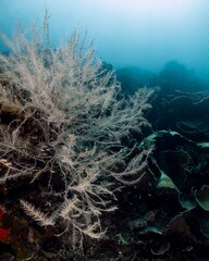 Submerged coral branch in a dark, mysterious underwater scene.