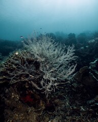 Submerged coral reef with soft corals and fish in a dark blue sea.