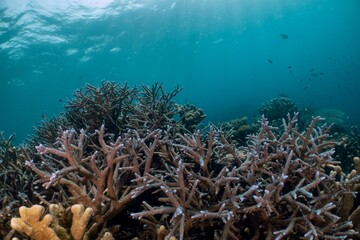 Vibrant coral reef teeming with life underwater.