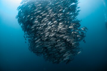 Massive school of fish forms a swirling vortex underwater.