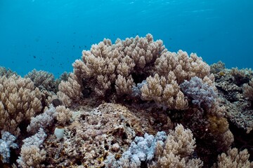 Vibrant coral reef teeming with marine life underwater.