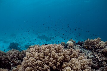 Vibrant coral reef teeming with fish in a clear blue ocean.