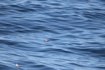 The red-necked phalarope (Phalaropus lobatus), also known as the northern phalarope and hyperborean phalarope,is a small wader.This photo was taken in Hokkaido, Japan.