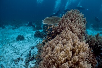 Scuba divers explore a vibrant coral reef teeming with marine life.