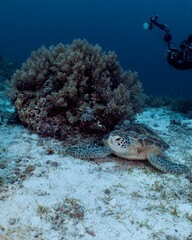 Green sea turtle grazes on coral reef in a tropical underwater scene.