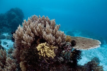 Vibrant coral reef thrives in the clear blue ocean waters.