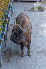 Bisons at Bison sanctuary in Polish town Pszczyna, Poland © dudlajzov