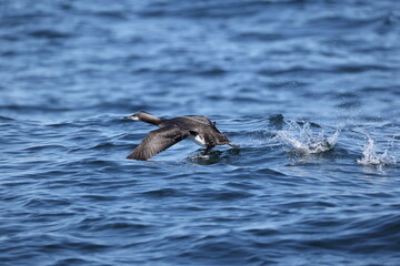 Fototapeta premium The Pacific loon or Pacific diver (Gavia pacifica), is a medium-sized member of the loon, or diver, family. This photo was taken in Hokkaido, Japan.