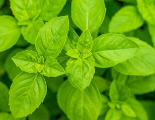 Close-up of vibrant basil leaves