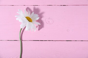 One beautiful chamomile flower on pink wooden table, top view. Space for text