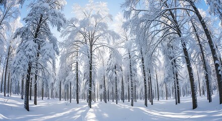 Winter Wonderland Forest Scene with Snow Covered Trees.
