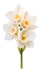 A delicate arrangement of white orchids showcasing their intricate beauty and elegance, perfect for any floral design.