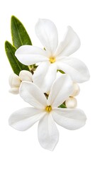 Close-up of beautiful white gardenia flowers with lush green leaves, perfect for illustrating nature's elegance.