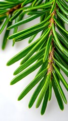 Close-up of vibrant green spruce leaves showcasing their intricate details and natural beauty.