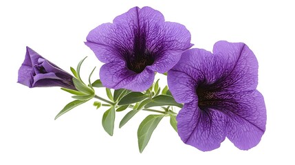 Delicate purple petunia flowers showcasing vibrant hues and intricate details, perfect for floral arrangements or decor.