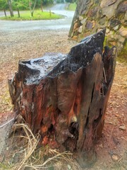 Timeless Timber: Rustic Tree Stump Texture and Detail