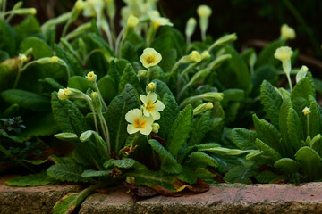 レンガの花壇に咲くプリムラ