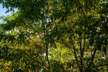 Fototapeta premium Backlit Green Foliage Forming a Sunlit Tree Canopy