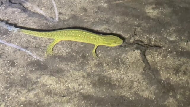 Eastern newt (Notophthalmus viridescens) underwater