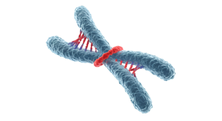 An artistic render visualizing the structure of genetic chromosomes under light microscopy on a