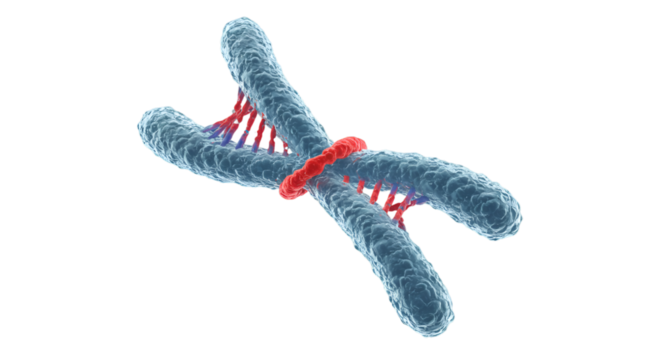 An artistic render visualizing the structure of genetic chromosomes under light microscopy on a