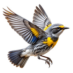 Obraz premium A yellowrumped warbler in mid flight showcasing its vibrant plumage isolated on transparent background