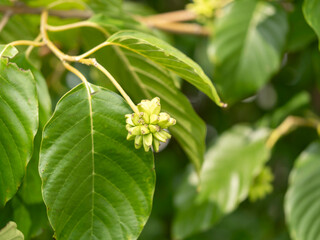果実を付けたカレンボクの木