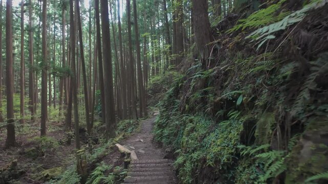 POV Walk on the Kumano Kodo Nakahechi: From Osakamoto Oji Ruins to Chikatsuyu, Tanabe, Wakayama (Part 3)　熊野古道・中辺路「大坂本王子(おおさかもとおうじ)跡から近露へ」主観移動撮影 和歌山県田辺市中辺路町③ 