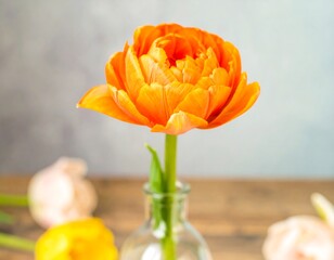 Close-up of an orange tulip in a vase