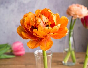 Close-up of an orange tulip