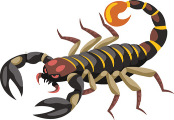 scorpion on white background