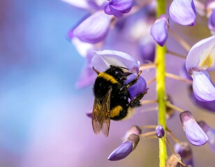 Close-up of bee on vibrant wisteria